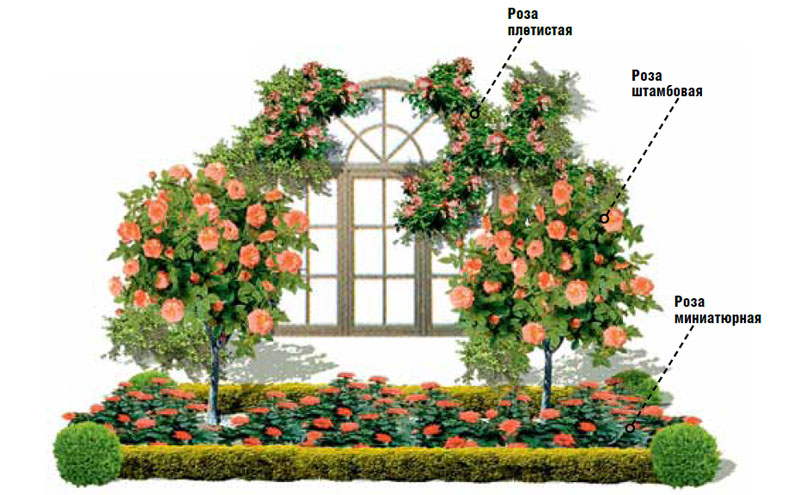 6 видов цветников, плачущих по королеве сада, или Как обустроить на даче собственный розарий